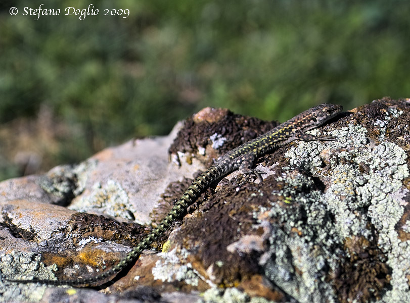 Podarcis hispanica